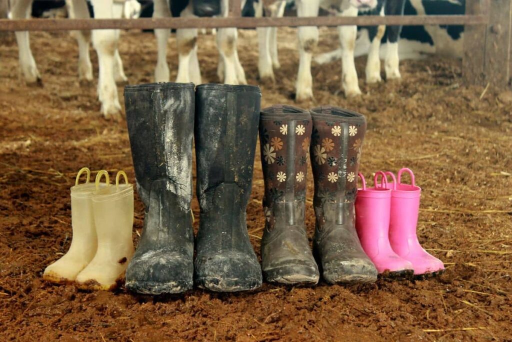 Four pair of well-worn muddy muck boots in a dairy farm